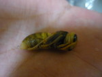 モンスズメバチの蛹2
