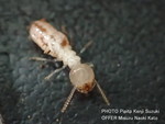 ヤマトシロアリ職蟻