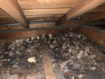 屋根裏のハクビシンの糞害１