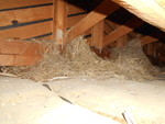 屋根裏鳥の巣除去清掃１