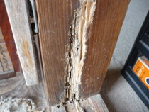 しろあり被害２