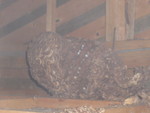 キイロスズメバチの天井裏の巣