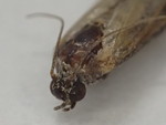 スジコナマダラメイガの成虫１-r121