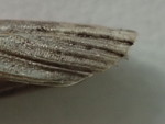 スジコナマダラメイガの成虫の羽-r122