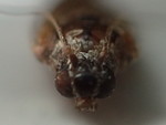 スジコナマダラメイガの成虫の顔面-r123