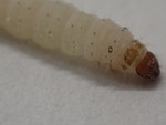 スジコナマダラメイガの幼虫２-r126