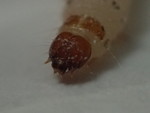スジコナマダラメイガの幼虫の顔面-r127