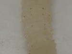 スジコナマダラメイガの幼虫の体表-r128
