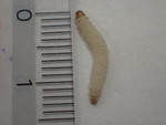 スジコナマダラメイガの幼虫体長-r129