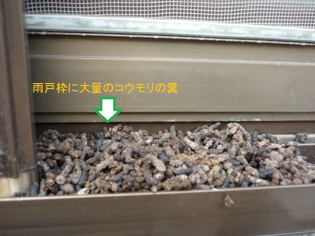 雨戸に棲みつくコウモリはこれで解決 有 美鈴環境サービス