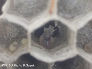 キアシナガバチ幼虫