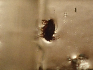 %e3%83%8e%e3%83%9f%e6%8d%95%e3%82%8a%e3%82%ad%e3%83%a3%e3%83%83%e3%83%81%e3%83%a3%e3%83%bc%ef%bc%93