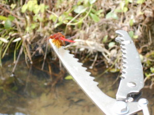 ヘビ捕り棒に赤蜻蛉