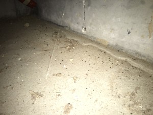 三重県Ｋ町床下調査ゴキブリの糞２