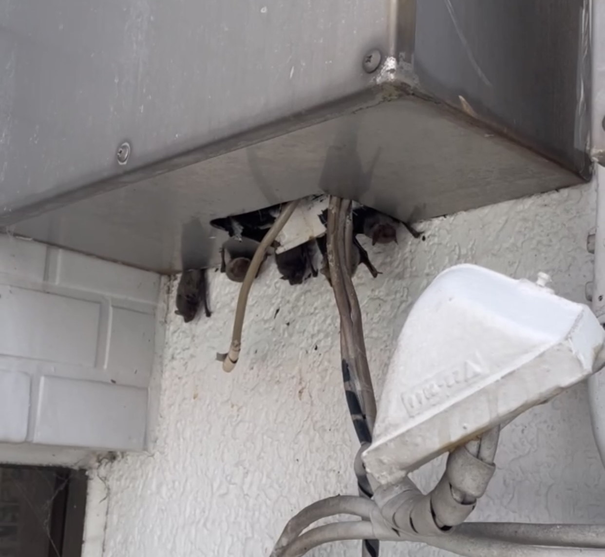 【滋賀県】コウモリ駆除・侵入防止工事｜追い出しから永久保証の隙間埋めまで安心対応