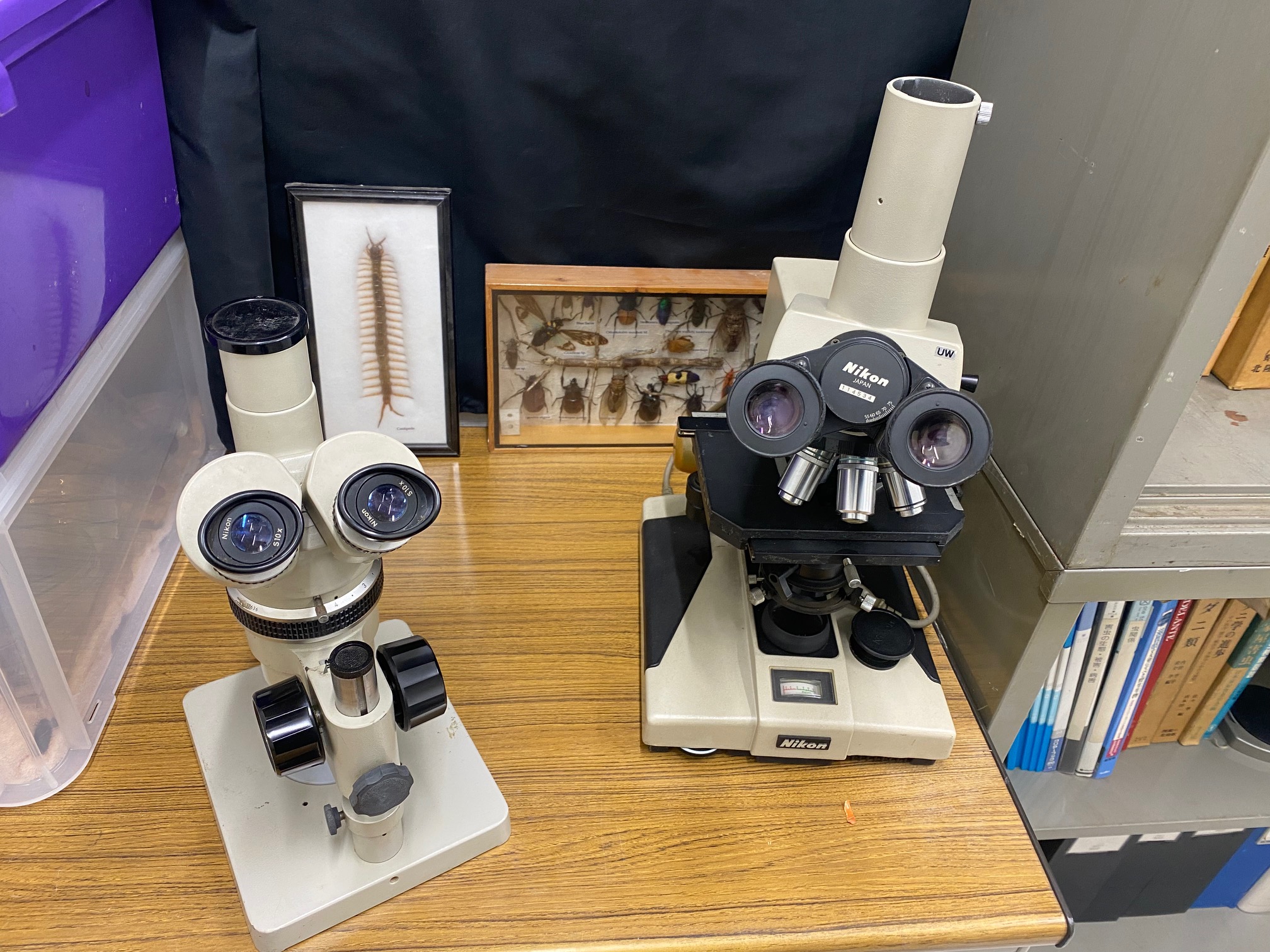 “虫の名前”だけで終わらせない！2026年美鈴昆虫研究室は『効くか』『増えるか』まで実験に挑戦