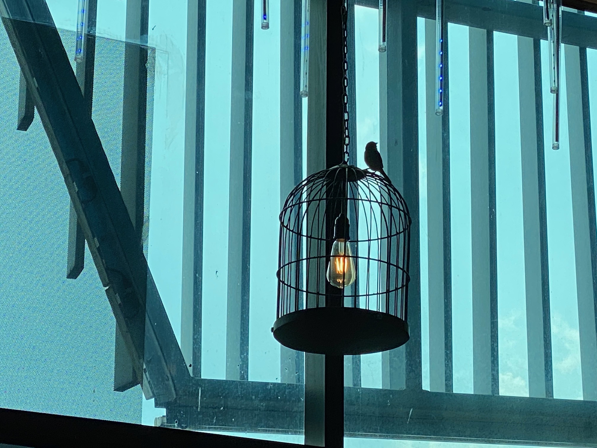 フードコートにスズメが？ 海外ショッピングモールの出来事｜鳥獣対策なら美鈴環境サービスへ